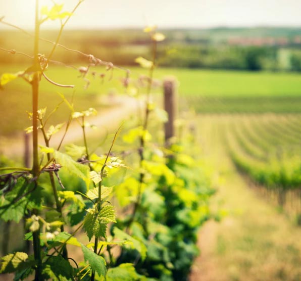 italian seedless and seeded grapes export