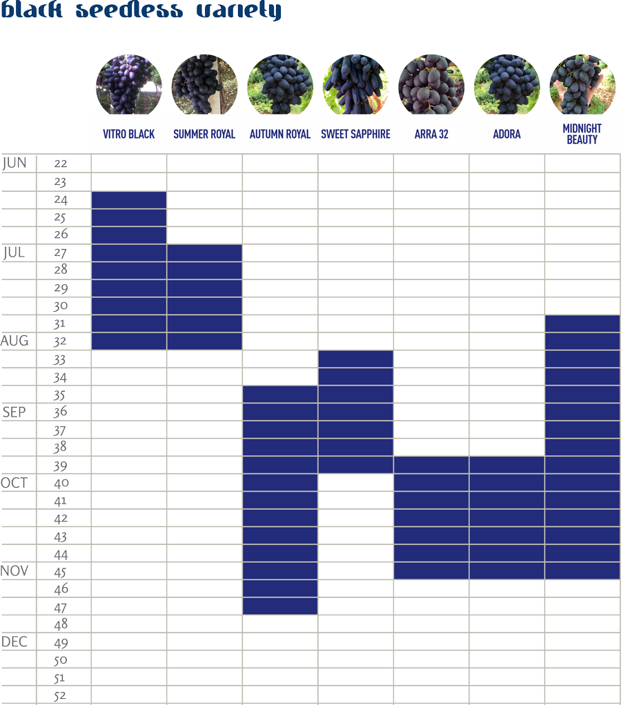 italian seedless grapes availability calendar