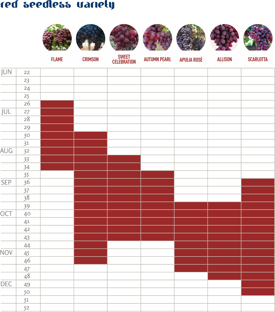 italian seedless grapes availability calendar