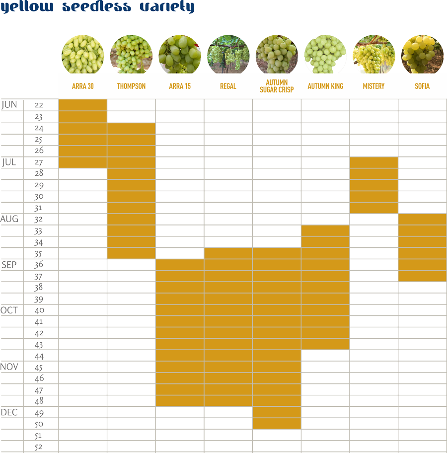 italian seedless grapes availability calendar