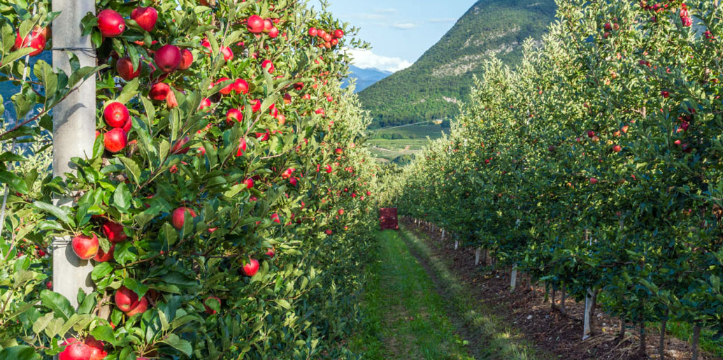 italian apples