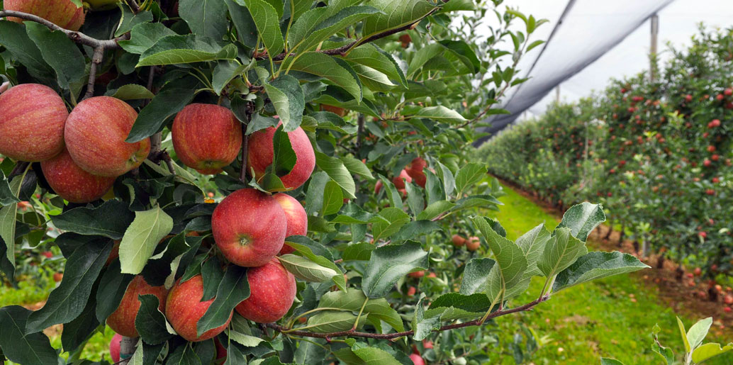 italian apples