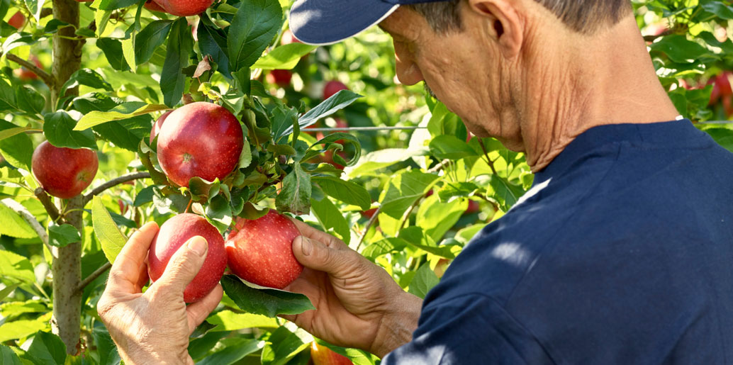 italian apples