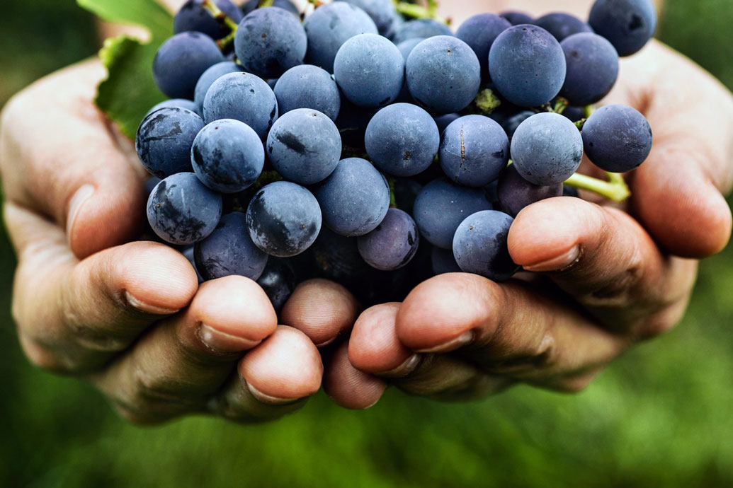 italian grapes