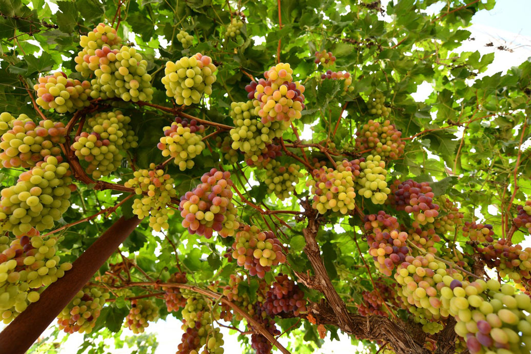 italian grapes