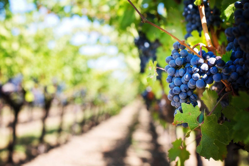 italian grapes