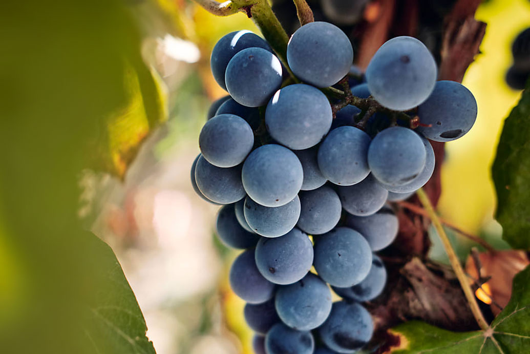 italian grapes