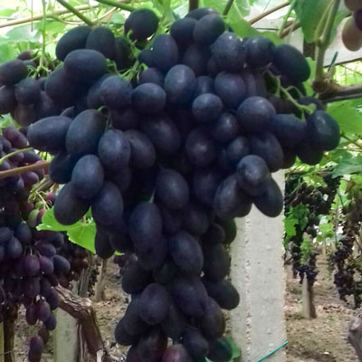 black seedless grape black magic