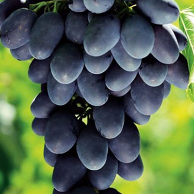 black seedless grape black pearl