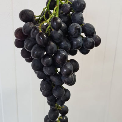 black seedless grape palieri