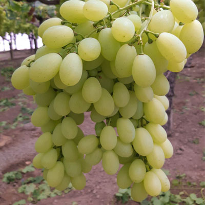 white seedless grape vittoria