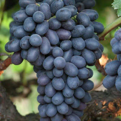 black seedless grape autumn royal