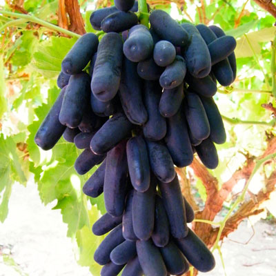 black seedless grape sweet sapphire