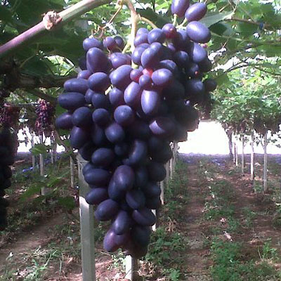 black seedless grape vitro black