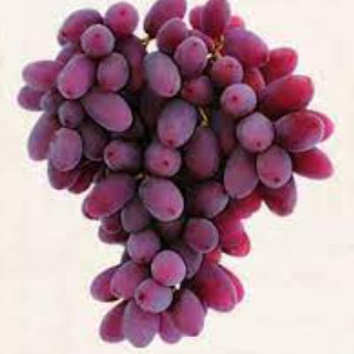 red seedless grape allison