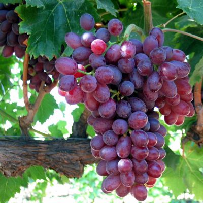 red seedless grape scarlotta