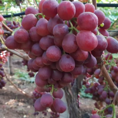 red seedless grape sweet celebration