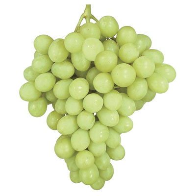 white seedless grape autumn king