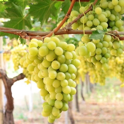 white seedless grape Mistery