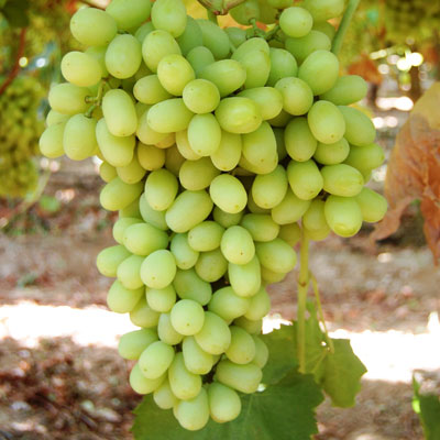 white seedless grape thompson