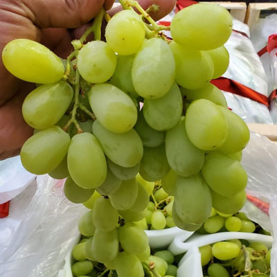 white seedless grape arra 15