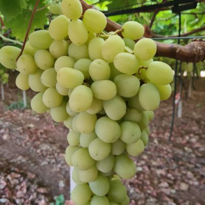 white seedless grape autumn sugar crisp