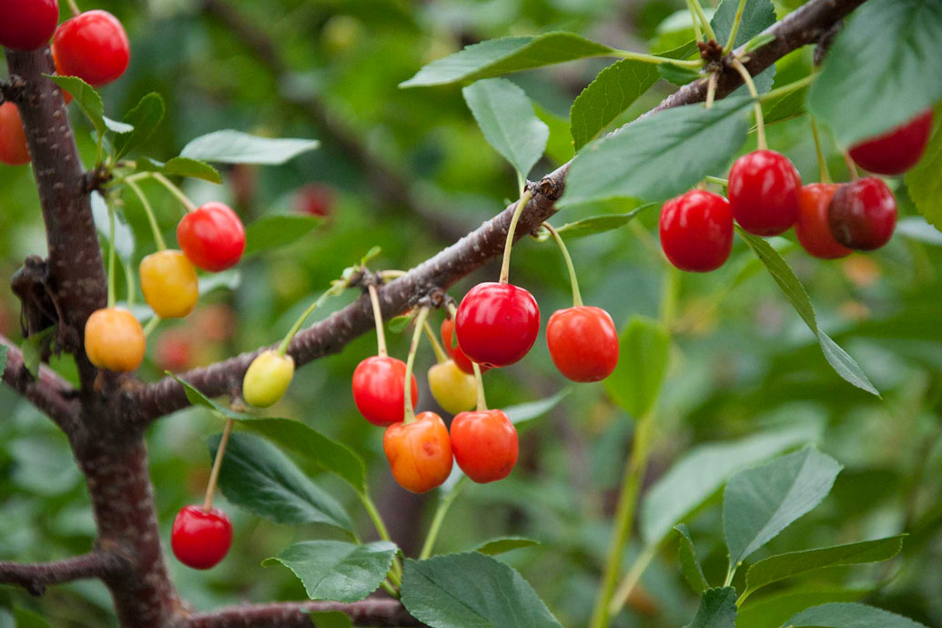 italian cherries export