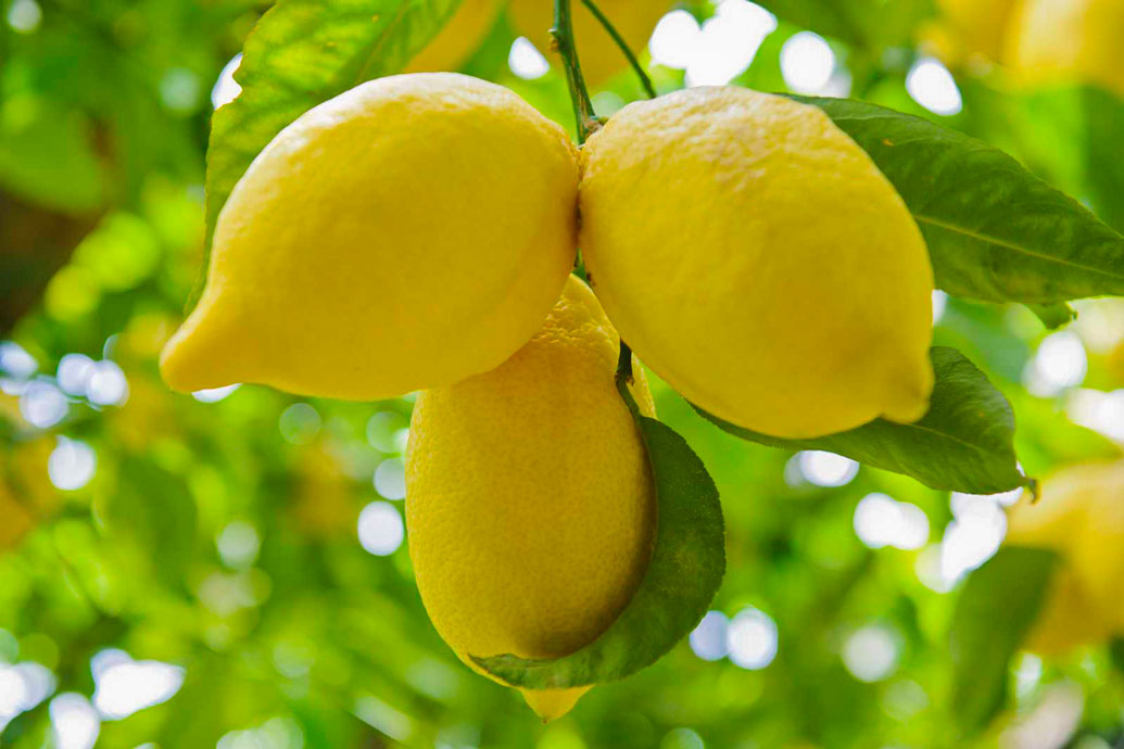 italian lemon export