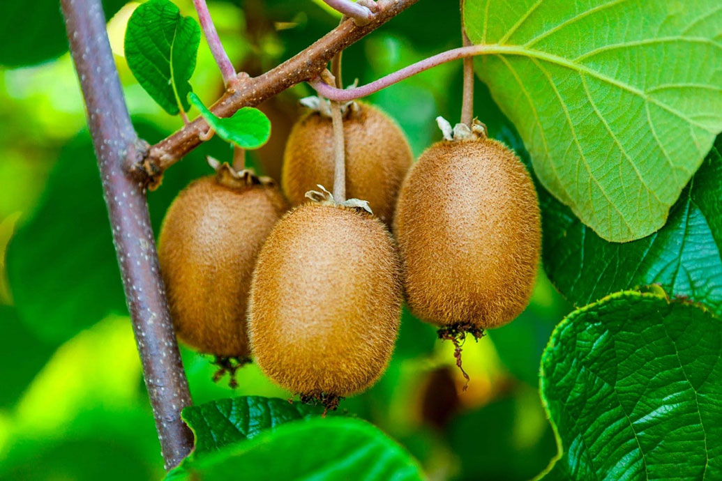 italian kiwi export