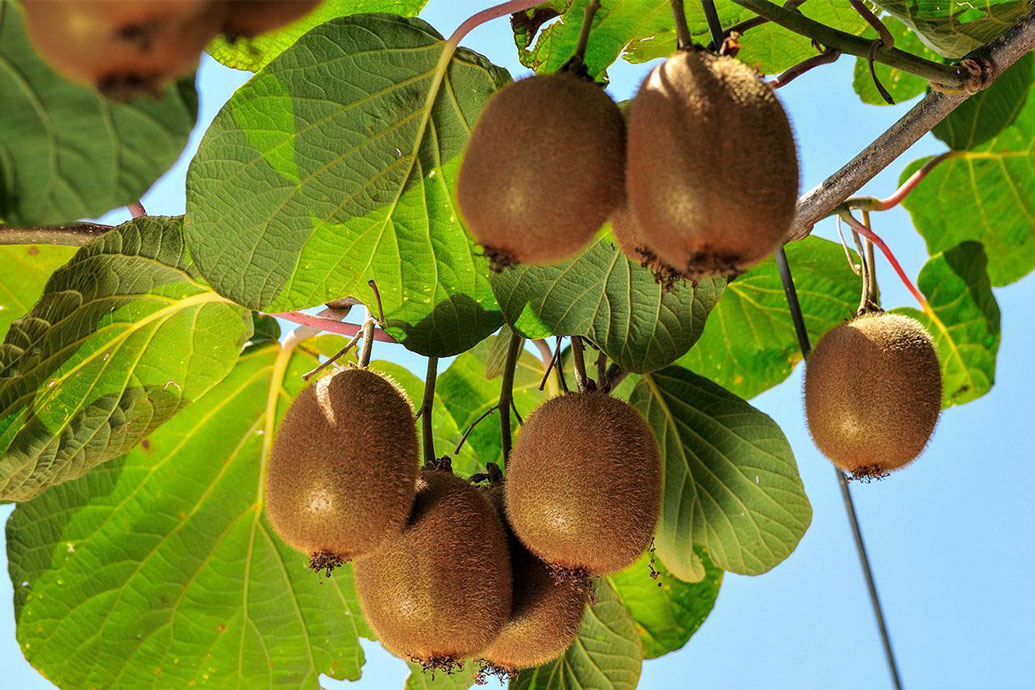 italian kiwi export