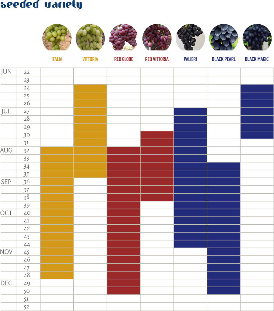 italian seeded grapes availability calendar